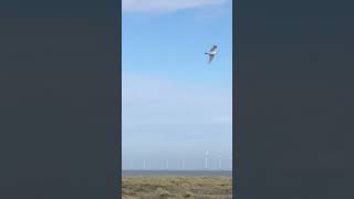 Off Shore Wind Farm  Great Yarmouth UK [upl. by Ahtnamas]