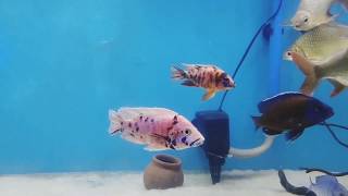 Arowana Cichlid Community tank [upl. by Buxton291]