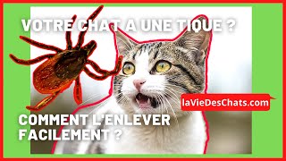 Comment enlever une tique de votre chat facilement et correctement 😨 [upl. by Derwin]