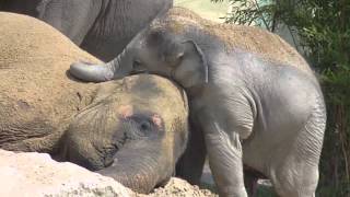 Cute Baby Elephant Ludwig cuddling with his mother Temi  Baby Elefant schmust mit Mama Temi [upl. by Philomena774]