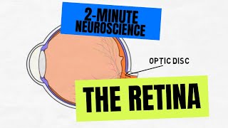 2Minute Neuroscience The Retina [upl. by Rehtaef]