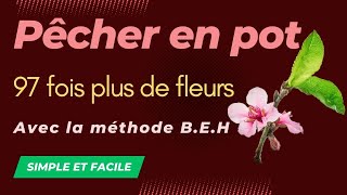 Un petit pêcher avec 97 fois plus de fleurs [upl. by Hutt]