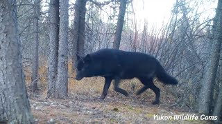 Black wolf bookended by wolverines [upl. by Bealle]