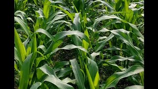 Maize plants growing in the field 🌽🌽Green Plants village lifestyle [upl. by Carlick874]