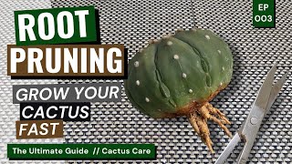 Crazy Cactus Hack Secret to Growing Cactus Fast  Cactus Care Ep 03 [upl. by Nynnahs]