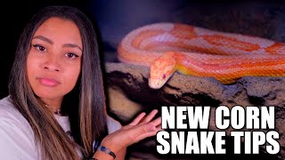 Tips For Your NEW Pet Corn Snake [upl. by Ttegirb]