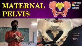 Parts of Maternal Pelvis  Nursing Lecture  Malayalam  Anatomy of Female Pelvis  OBG Practical [upl. by Noisla512]