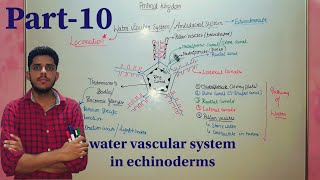 water vascular system  Ambulacral System in echinoderms csirnetjrf csirnet mducee2023  lec43 [upl. by Nalloh]