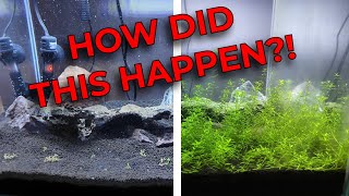 Shrimp Tank Progress  Calm Relaxing Montage [upl. by Quirk]