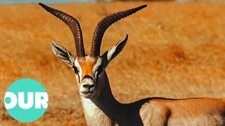 The Antelopes That Inhabit The Great Hunting Grounds Of Africa  Our World [upl. by Niassuh]