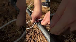 drip tape irrigation watering tape drip irrigation shorts subscribe tricks lifestyle landscape [upl. by Kenon393]