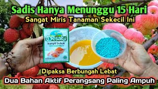 SANGAT MIRIS  Hanya Hitungan 15 Hari Tanaman Sekecil Ini Dipaksa Berbuah Terus‼️ [upl. by Allac]