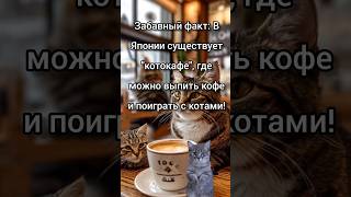 В Японии существует quotКотокафеquot забавныефакты кот кафе [upl. by Earleen168]