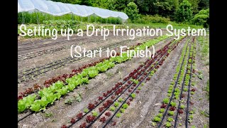 Setting up a Drip Irrigation System Start to Finish [upl. by Abbye]