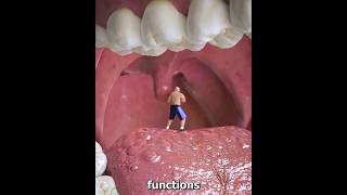 Why is it like this under the tongue shortvideos facts amazingfacts [upl. by Micah244]