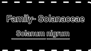 Family Solanaceae  solanum nigrum  General character amp classification with floral diagram [upl. by Bellis]