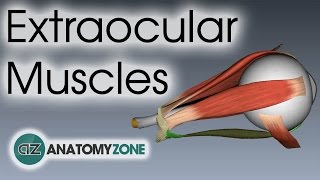 Extraocular Muscles  Eye Anatomy [upl. by Naeerb]