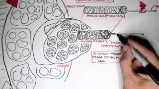 Myology  Skeletal Muscle Structure [upl. by Haramat]