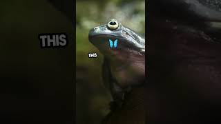 The Fascinating Life Cycle of Frogs [upl. by Suelo]