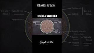 Structure of Monocot Stem monocotstemneetbiologymcqs neet2024 short [upl. by Ferwerda]