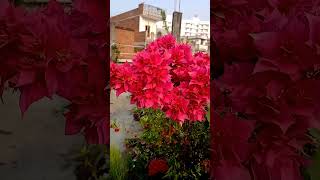 Bougainvillea flower plant  double petal Bougainvillea care winter flowering plant [upl. by Alemaj]