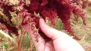 When To Harvest Amaranth [upl. by Tartan]