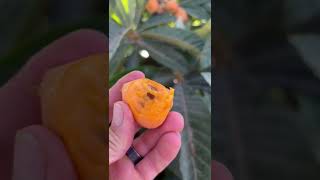 Loquats from the yard they taste like a mango apricot [upl. by Wurtz]