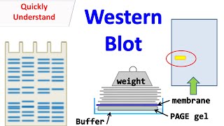 Western blot [upl. by Terbecki]