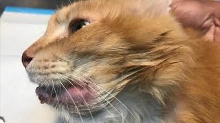 Removing A Humongous Botfly From Tiny Kittens Head Part 22 [upl. by Eiramyelhsa]