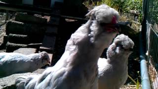 9 week old Lavender Araucana crowing [upl. by Anaicilef]