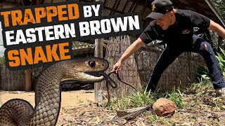 CORNERED BY AUSTRALIAS DEADLIEST SNAKE  EASTERN BROWN SNAKE CATCH [upl. by Enibas]