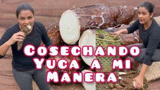 Así cosechamos la yuca en la finca katherinzedeño [upl. by Cacilie]