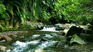 Forest sounds for relaxation  waterfall sounds for sleeping Water sounds for sleep meditation [upl. by Noloc]