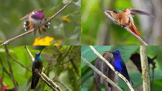 Hummingbird Sounds Hummingbirds Mountaingems Sabrewings and Sheartail from Guatemala [upl. by Aubreir423]