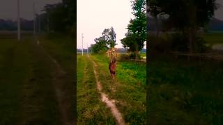 village nature viralvideo [upl. by Nalyr]