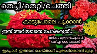 തെച്ചി കുലകുത്തി പൂക്കും തഴച്ചുവളരുംthechi plant care in malayalamchethi pookkanthettiplant care [upl. by Nossaj355]