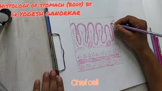 HOW TO DRAW HISTOLOGICAL DIAGRAM OF STOMACHBODY BY DR YOGESH GANORKAR [upl. by Akcinat313]