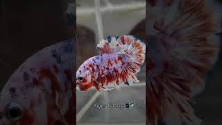 shortsfeed super galaxy plakat tail bettafish viral [upl. by Kerr69]