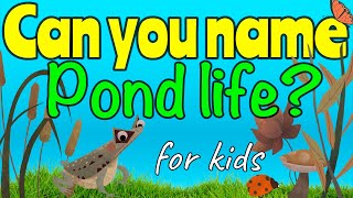 POND LIFE for kids  Miss Ellis ponds pondlife [upl. by Nnagrom]