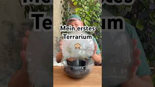 Erstes Terrarium einrichten 🪴🔮 shorts plants terrarium gardening plantcare [upl. by Dorman]