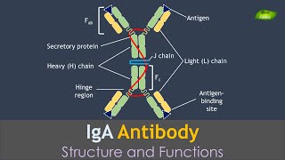 IgA antibody  Antibodies  Notes  Immunology  Basic Science Series [upl. by Helbona]