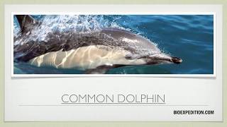 Common Dolphin Facts Delphinus Delphis [upl. by Herwin]