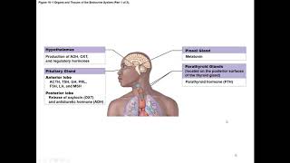 Chapter 18 Endocrine System [upl. by Dew357]