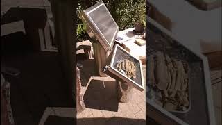 Drying Wood In Solar Oven For Wood Gasifier Stove shorts [upl. by Potter296]