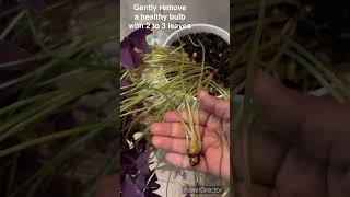 How to propagate oxalis or butterfly plant oxalis plantpropagation shorts shortsfeed [upl. by Trescott]