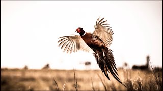 Pheasant Hunting Tips [upl. by Ruhtracam]