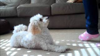 Miniature Poodle Tricks 3 [upl. by Selij]