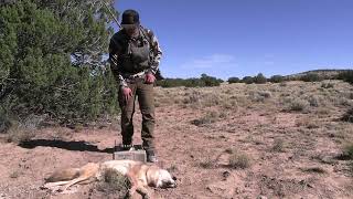 Whole pack of coyotes called in I ran out of bullets… Watch to see what happens next [upl. by Von]