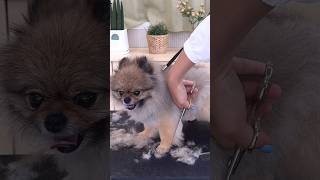 POMERANIAN FULL GROOMING NEW LOOK SURPRISE 🙉🐶🐾dog cute pomeranian grooming care [upl. by Wiskind]