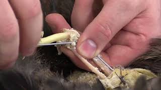 Flying Pheasant Taxidermy Mounting step by step  7 Wiring Wings amp Legs [upl. by Doralia430]